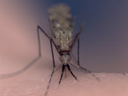 Un moustique anophèle, vecteur du paludisme. Photo interet-general.info