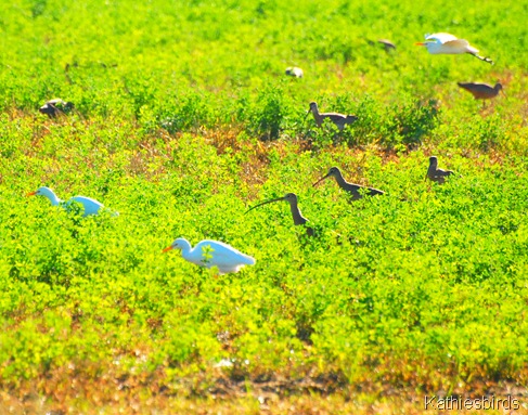 11. egrets n curlews-kab