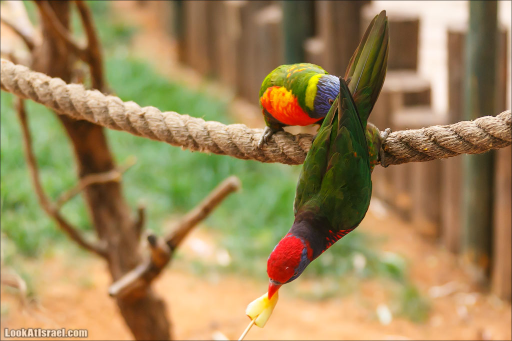 Ган Гуру - парк с кенгуру и другими австралийскими животными | Gan Guru | גן גורו | LookAtIsrael.com - Фото путешествия по Израилю