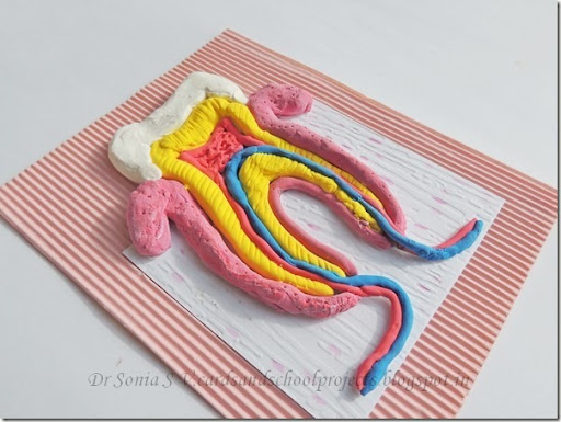 teeth model with clay