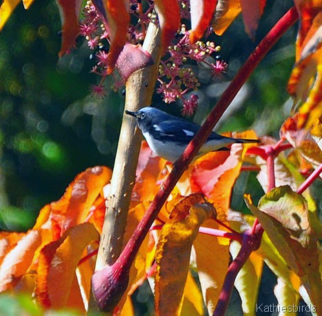 6. black-throated blue warbler-kab