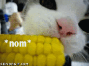nomcorn.gif