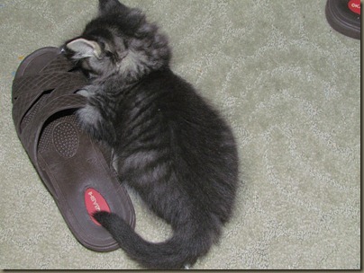 kitten with shoe