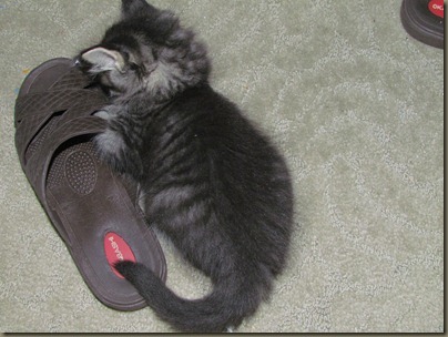 kitten with shoe kitten with shoe