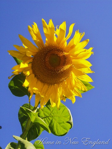 [sunflower%2520007%255B4%255D.jpg]