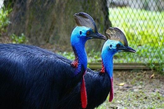 [Amazing%2520Animal%2520Pictures%2520The%2520cassowary%2520%25283%2529%255B4%255D.jpg]