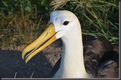 Albatross close up