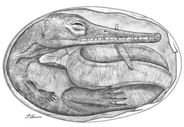 embriones reptiles