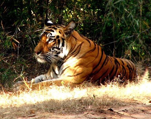 [royal_indian_tigress3.jpg]
