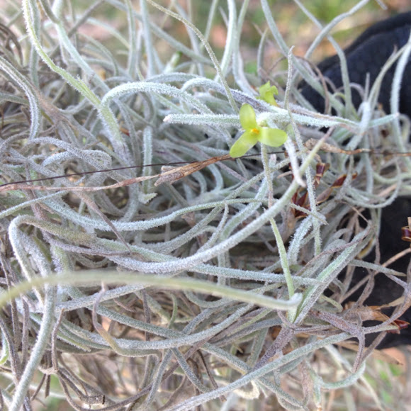 Spanish Moss Flower | Project Noah