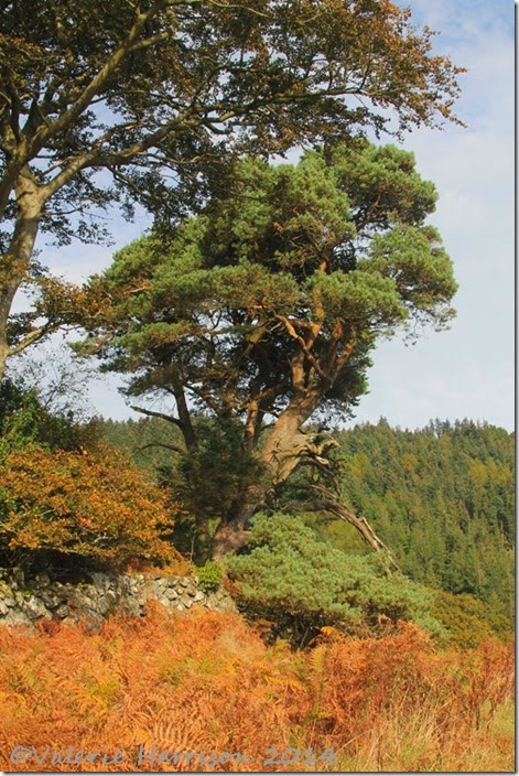 10-scots-pine
