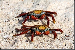 Sally proudfoot crabs tony