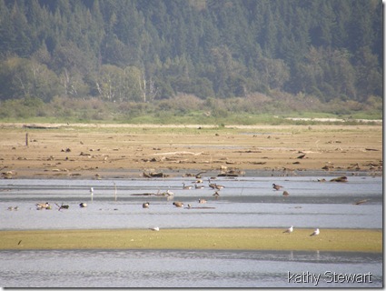 Geese, Gulls, Ducks and maybe shorebirds