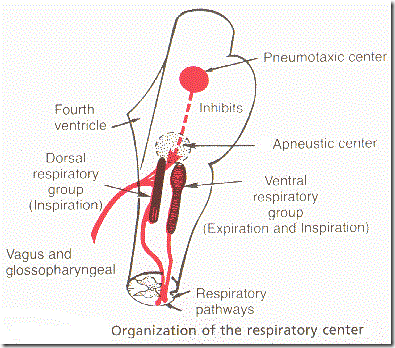 Respiratory center in Human