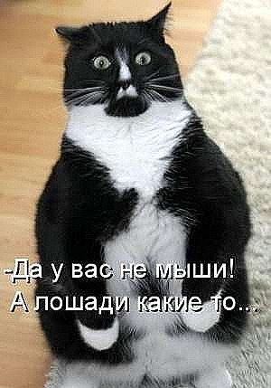 [1259913074_s3img_92679036_723_1%255B5%255D.jpg]