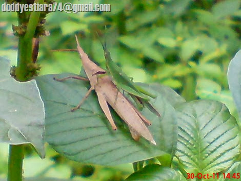 Perkawinan belalang Atractomorpha crenulata dengan warna yang berbeda_3