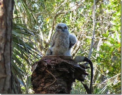 fort_desoto2_owls