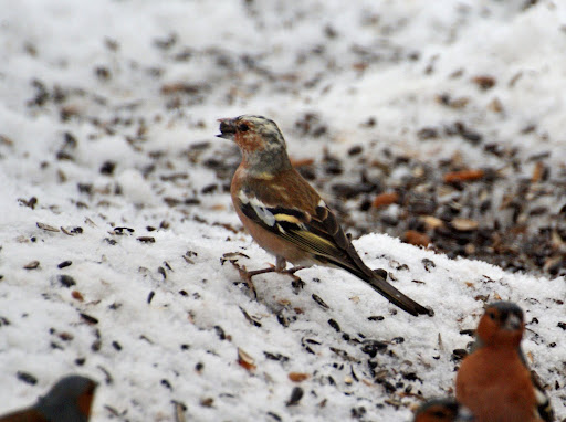 DSC01086_redigerad-1.jpg
