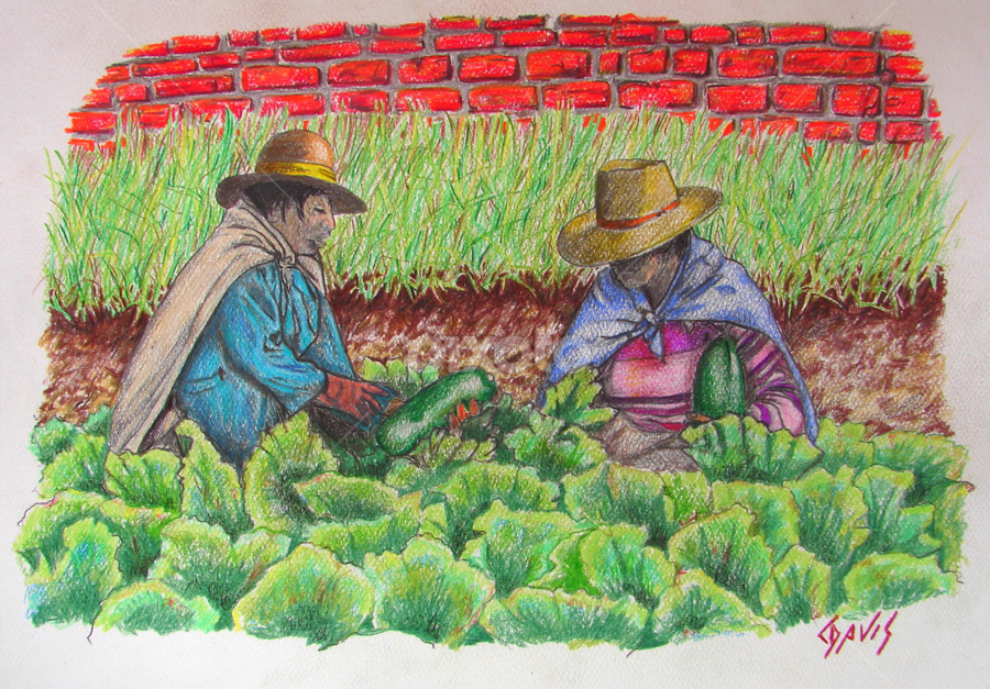 Zucchini in Peru | All Drawing | Drawing | Pixoto