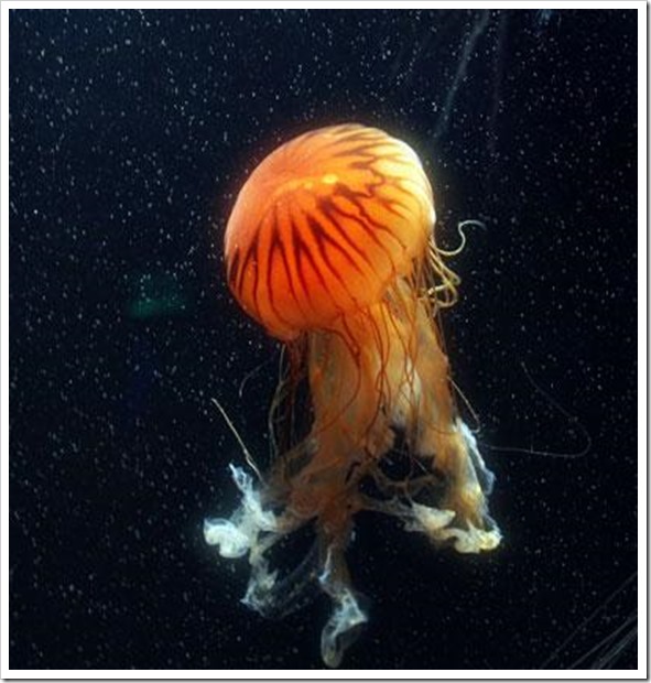 animales-marinos-las-medusas-de-mar-13961