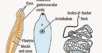 a platyhelminthes állatok neve