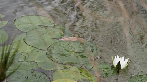 tumblr_mium2bDBSG1r1io1co1_500.gif