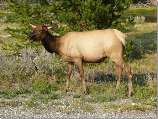 Sept 5, 2012: Lone Elk right on the roadside on our way out of the NP