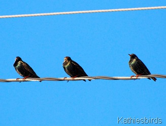5. starlings-kab 5. starlings-kab