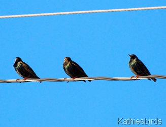 5. starlings-kab