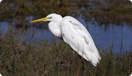 Airone-bianco-maggiore_scheda_specie_grande