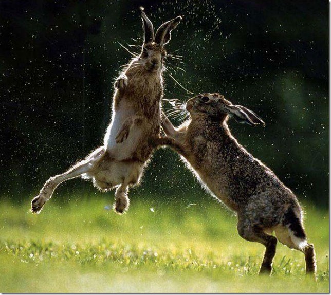 rabbit-fighting-rabbit