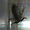 Water scorpion