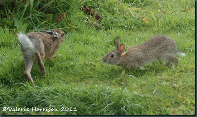 hare-and-rabbit-1