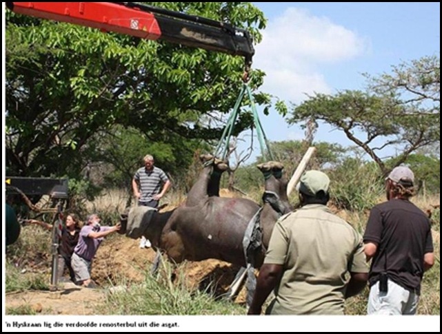 RHINO FIGHT ENDS UP WITH ONE BEING HOISTED FROM RUBBISH TIP WITRIVIER THE LOWVELDER