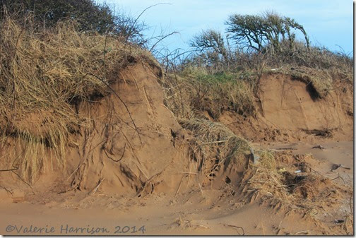 90-damaged-dunes