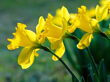 Daffodils 001