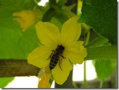 včely na květu a matečniky 174