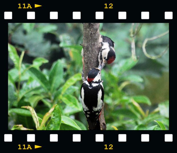[Male-woodpecker-feeding-young-06-fil%255B1%255D.png]