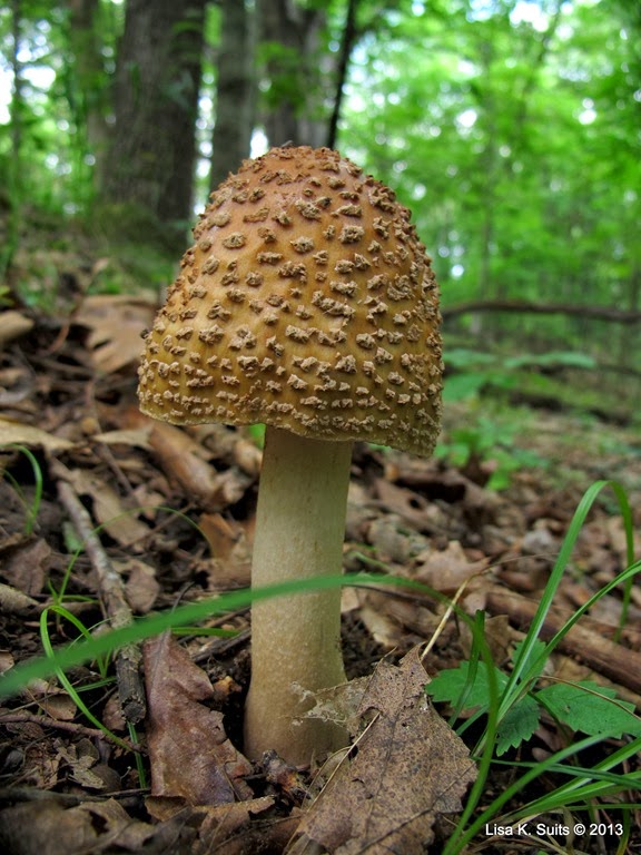 [Amanita-rubescens-heavy-cap-scales7.jpg]