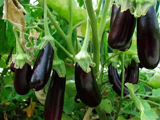 Cà dái dê có mặt trong một số bài thuốc tráng dương Cà dái dê có mặt trong một số bài thuốc tráng dương