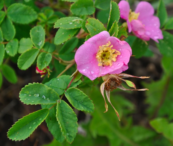 DSC_0177.JPG DSC 0177