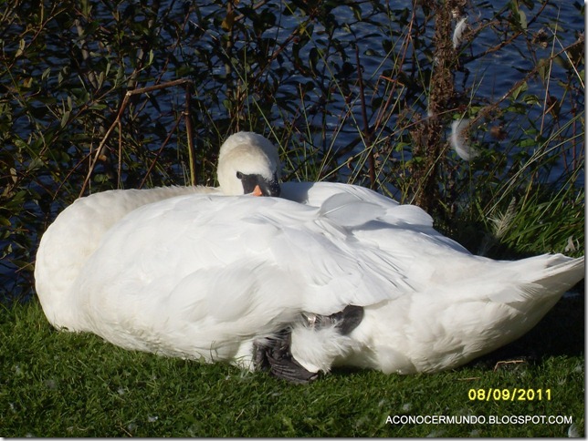 Falkirk. Gansos-SDC14157