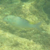 Yellow-saddle goatfish