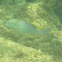 Yellow-saddle goatfish
