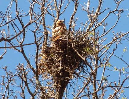 Hawks Nest at Derge