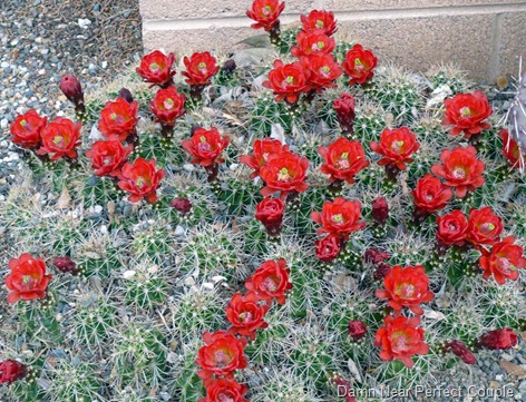 Montezuma Castle Cactus Flowers