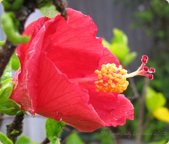 07-06-hibiscus2