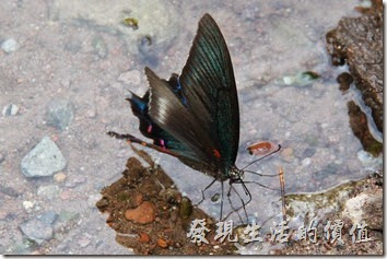 拜訪金鱗湖時，有隻蝴蝶一直依戀於湖邊不走，不時飛舞翅膀停在湖邊喝水，完全不怕人來人往的遊客。