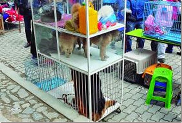 Zoonosis decomisa 35 mascotas en Feria 16 de Julio de El Alto