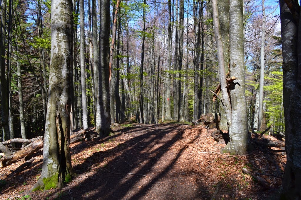 [DSC_92543.jpg]